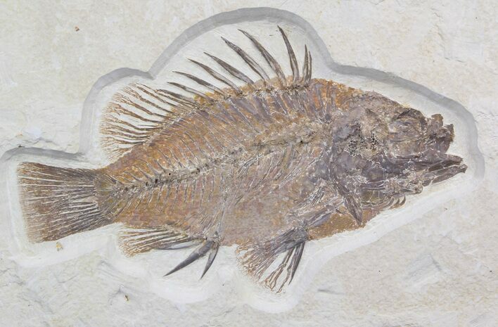 Detailed, Priscacara Fossil Fish - Wyoming #36941